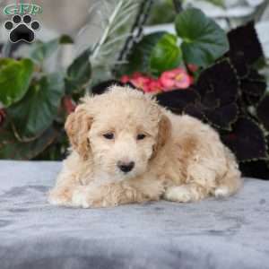 Carter, Bich-Poo Puppy